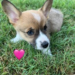 Pembroke Welsh Corgi Puppies from Susan Hohertz