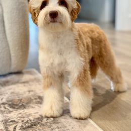 Barkley - Australian Labradoodle