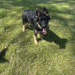 German Shepherd Puppies from Fancy GSDs