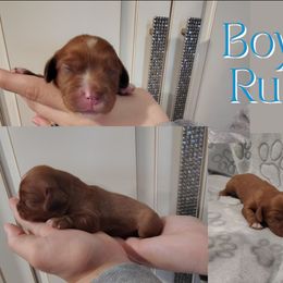 Ruby Boy 3 - Ruby male Cavalier King Charles Spaniel puppy in Rockville, Maryland from Skais the Limit Cavaliers