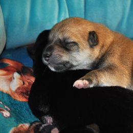 Shiba Inu Puppies from Tobitatsu Shiba Inu