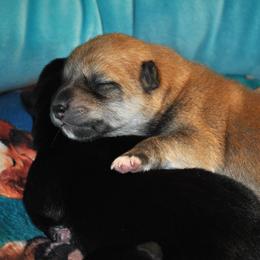 Shiba Inu Puppies from Tobitatsu Shiba Inu