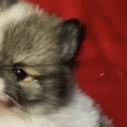 Pomeranians from Harmony Pomeranians