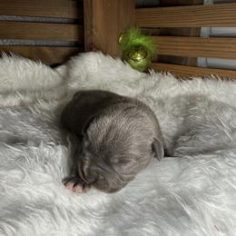 Male 3 - Blue male Staffordshire Bull Terrier puppy in Lakeland, Florida from Blueline Staffords