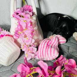 Dixie - Black and white female Boston Terrier puppy in London, Kentucky from Puppy Love