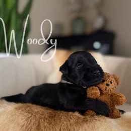 Woody - Black male Miniature Schnauzer puppy in Victorville, California from West Coast Crown  Miniature Schnauzer