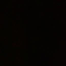 Sparkle - Dapple female Dachshund puppy in Live Oak, Florida from Johnson’s Weiner Farm