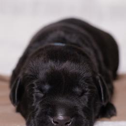 Labrador Retriever Puppies from UC Labradors