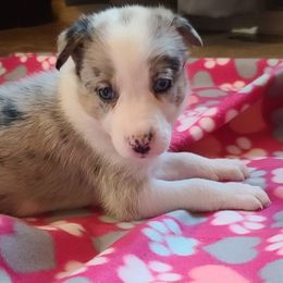 Border Collie Puppies from Sherry's Border Collies
