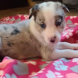 Border Collie Puppies from Sherry's Border Collies