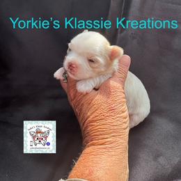 Belle - Parti female Yorkshire Terrier puppy in Dierks, Arkansas from Yorkie’s Klassie Kreations