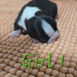 Girl 1 - Black and white female Boston Terrier puppy in Kewanee, Illinois from Grandma's Boston Terriers