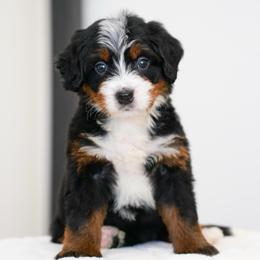 Gisela - Tri-color female Bernedoodle puppy in Dundee, Ohio from Down Home Doodle