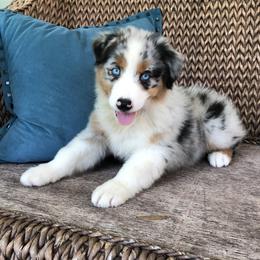 Australian Shepherd Puppies from Pine Grove Aussies
