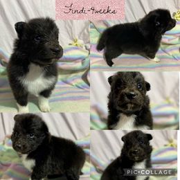 Shetland Sheepdog Puppies from Milady’s Shelties East Texas