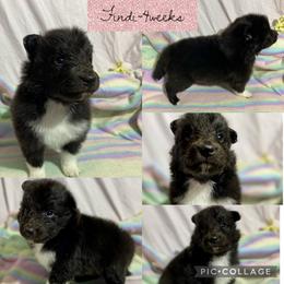 Shetland Sheepdog Puppies from Milady’s Shelties East Texas