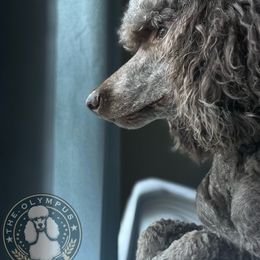 Myla - Brown female Poodle puppy in Spring Hills, Florida from The Olympus Standard Poodle