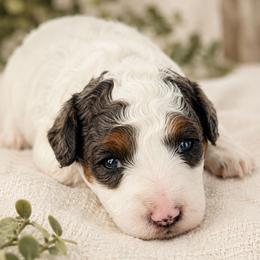 Scout (Green) - Black and white male Aussiedoodle puppy in Byron, Georgia from Southern Olive Doodles 🫒