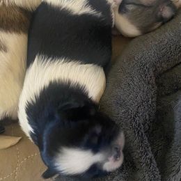 Shih Tzu Puppies from Michi Shih-Tzu