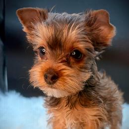Ziggy the chocolate boy - Tan male Yorkshire Terrier puppy in Machesney Park, Illinois from Three Yorkie Family