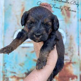 Lugnut - Phantom male Bernedoodle puppy in Grove, Oklahoma from Guinn Family Farms
