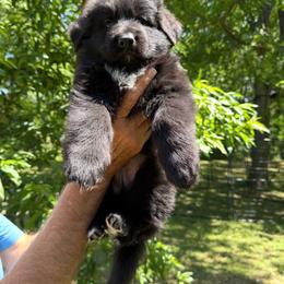Male 1 ( boys are 4000 to 5000 ) for more info please message - Black male German Shepherd puppy in Dallas, Texas from Sam's Highest Quality Shepherds