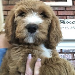 Bernedoodle and Goldendoodle Puppies from Heartfelt GoldenDoodles