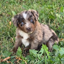 Renegade - Red merle male Miniature Australian Shepherd puppy in Paris, Texas from Blue Envy Mini Aussies