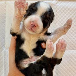 Tricolor male - Tri-color male Bernedoodle puppy in Brooksville, Florida from Kruger Doodles