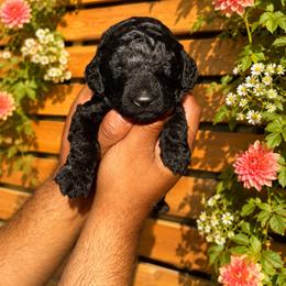 Chucky - Red Collar Boy - Black male Goldendoodle puppy in Yakima, Washington from HoneyPaw Doodles