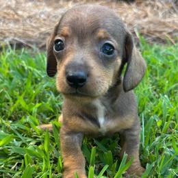 Blue - Sable male Dachshund puppy in Bremen, Georgia from Asapp’s Sweet and Spicy Dachshunds