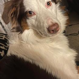 Miniature Australian Shepherds from Norris Aussies