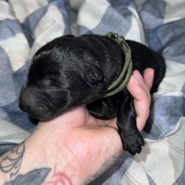 Olive Green Collar Black Male - March - Black male German Shepherd puppy in Adelanto, California from Würdighaus Kennels