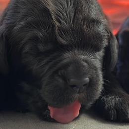 Boy 5 - ACK Registered Neon Green - Black male Newfoundland puppy in Marshall, Missouri from Majestic Gentle Giants