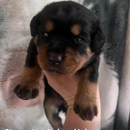 Red - Black and mahogany female Rottweiler puppy in Mancelona, Michigan from Nicolle Stone