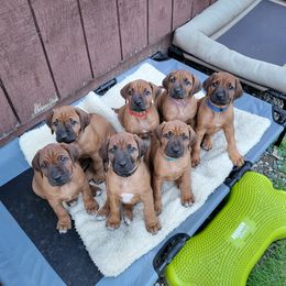 Rhodesian Ridgeback Puppies from Supernova Ridgebacks