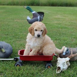 Girl 2 - Cream female Poodle puppy in North Carolina from Masquerade's Standard Poodles of North Carolina
