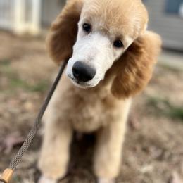 Cedar - fully trained - Red  male Poodle puppy in Boonville, North Carolina from Doods & Dolls