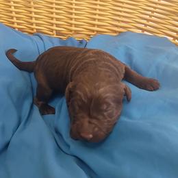 Boy 5 - male Labradoodle puppy in Rock Island, Tennessee from Harvest Sky Kennels