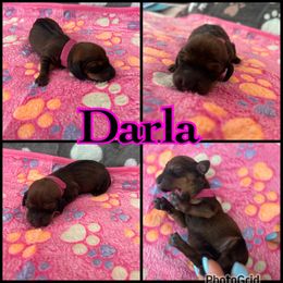 Darla - Chocolate female Dachshund puppy in Queen Creek, Arizona from Wigglebutts Miniature Dachshund Az