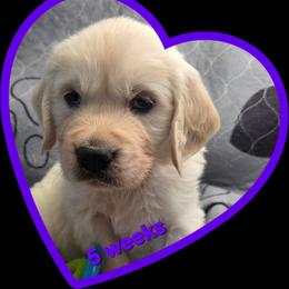 Purple girl - Light golden female Golden Retriever puppy in Albuquerque, New Mexico from Teeter's Desert  Goddess Goldens