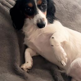 Penny - Dachshund