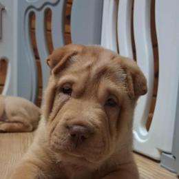Nala - green collar - Red fawn female Chinese Shar-Pei puppy in Rome, Pennsylvania from Maynard Hills Chinese Sharpeis