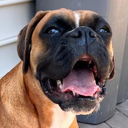 Boxers from Benny’s Boxers