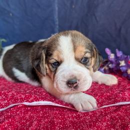 Liberty - Black tan and white female Beagle puppy in Colville, Washington from Rosehaven Homestead
