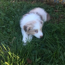 Australian Shepherd Puppies from Apple Hill Aussies