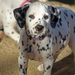 Female 5 - White and black female Dalmatian puppy in Lake Mathews, California from Bully Market