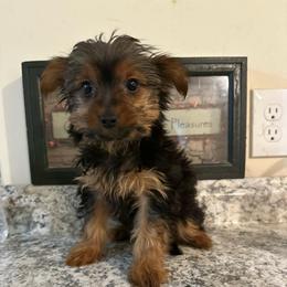 Athena - Black and tan female Yorkshire Terrier puppy in Rochester, New York from Tnt Yorkies and Cosmic corgis
