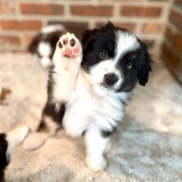 Meet Luke - Black tri male Miniature American Shepherd puppy in Stockton, Missouri from Kizmit Farmz