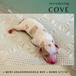 Cove - Parti male Goldendoodle puppy in Livermore, Colorado from Heritage Hills Family Doodles